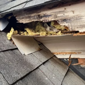 squirrel critter damage roof memphis roofing problems river city pros